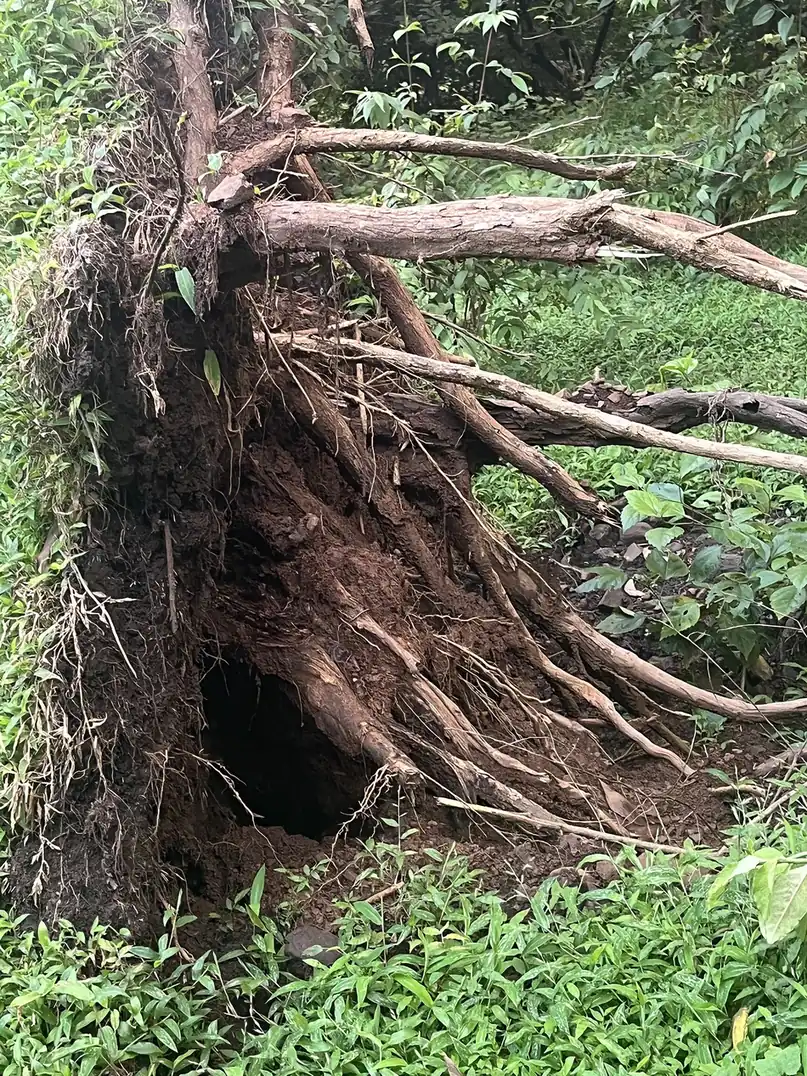 Root plate of a fallen tree lifted clear of the ground