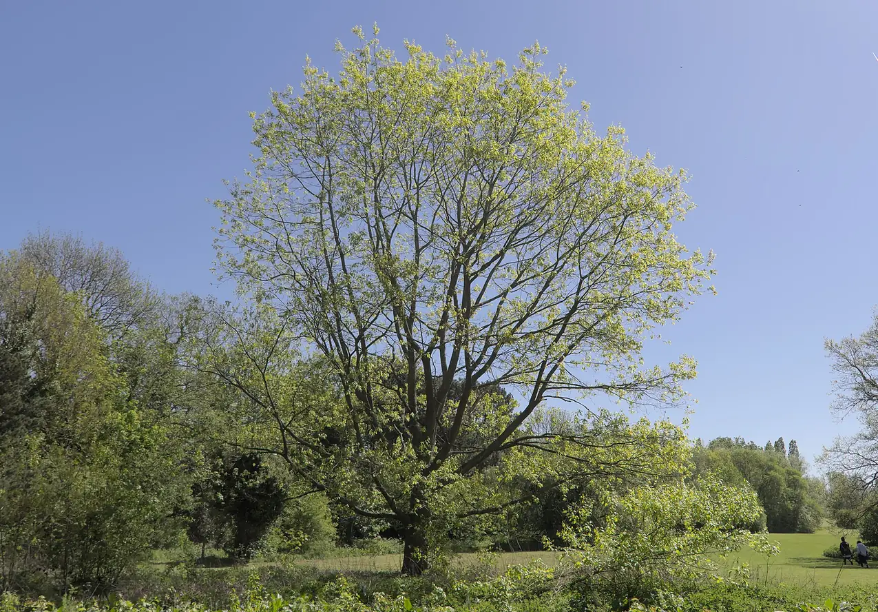 Mature red oak in full leaf on open ground