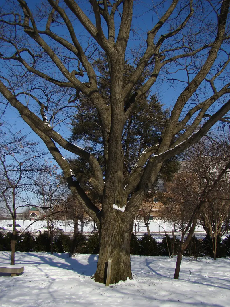 Trunk and lower canopy of a mature red oak